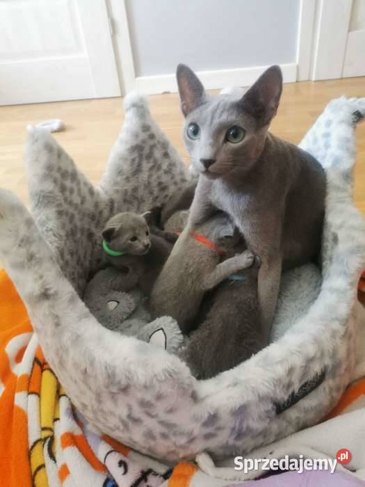 Kocięta rosyjskie niebieskie Gniezno