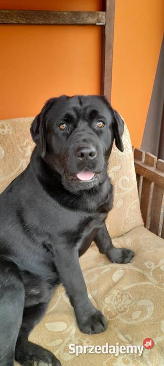 Labradory z rodowodem Mogielnica