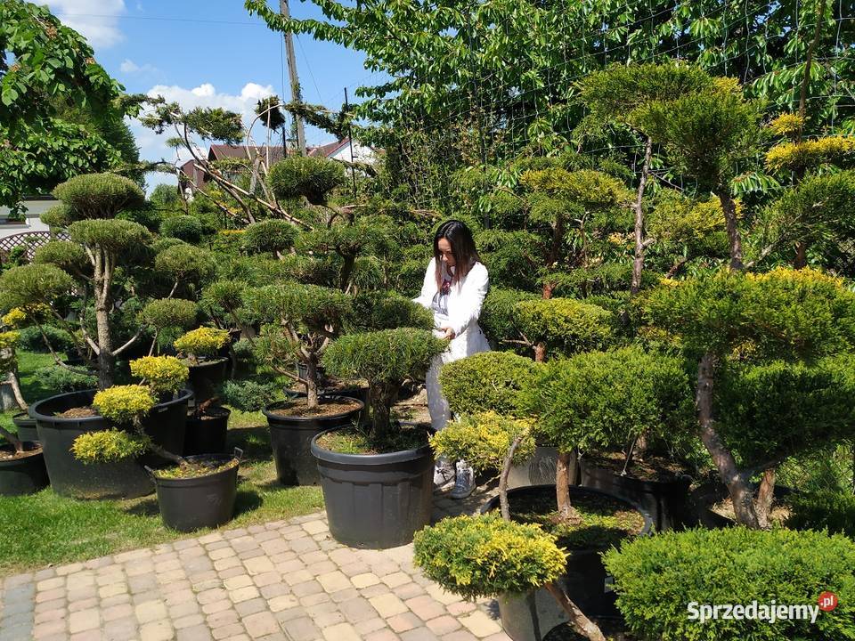 Bonsai do ogrodu-szkółka Niwaki drzewka formowane