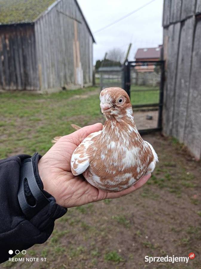 Motyl warszawski mazowieckie Kuczbork-Wieś