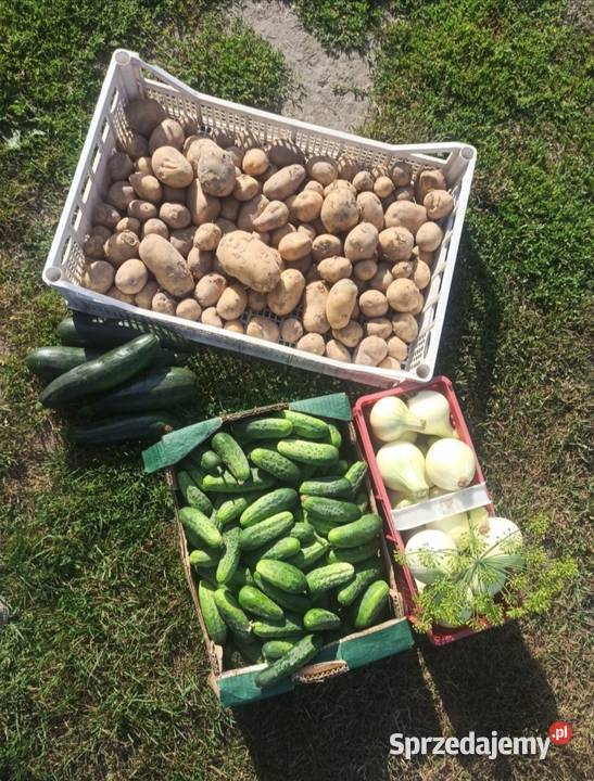 Warzywa ogórki pomidory cebula koper fasolka Kaniwola