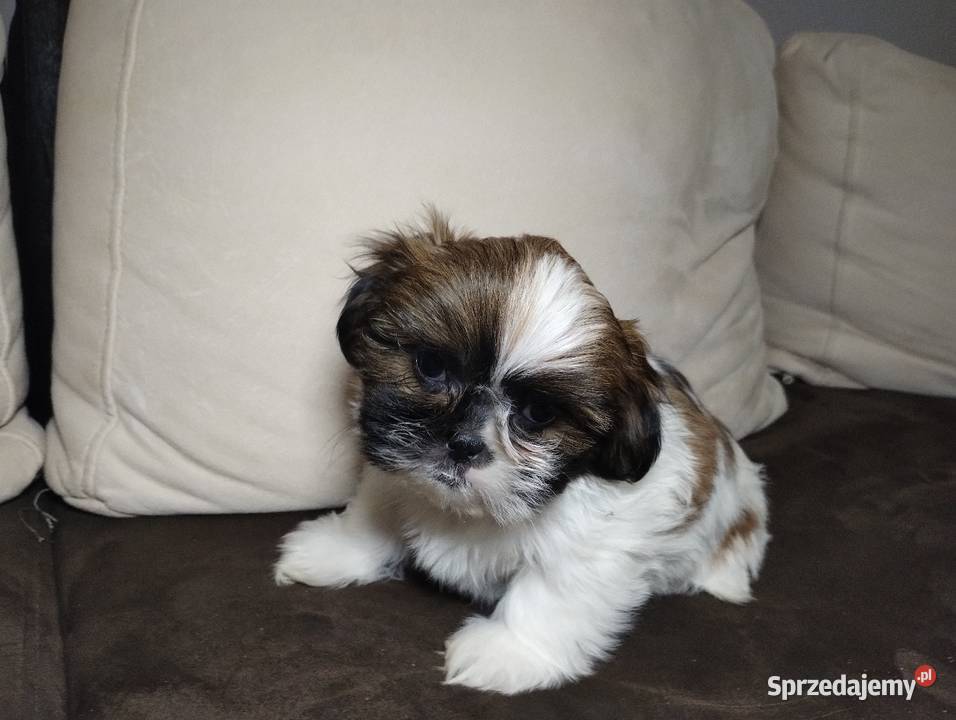 Shih TZU Shitzu łódzkie Żychlin