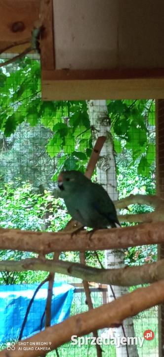 Do sprzedania nadwyżka papug Tarzymiechy Trzecie sprzedam