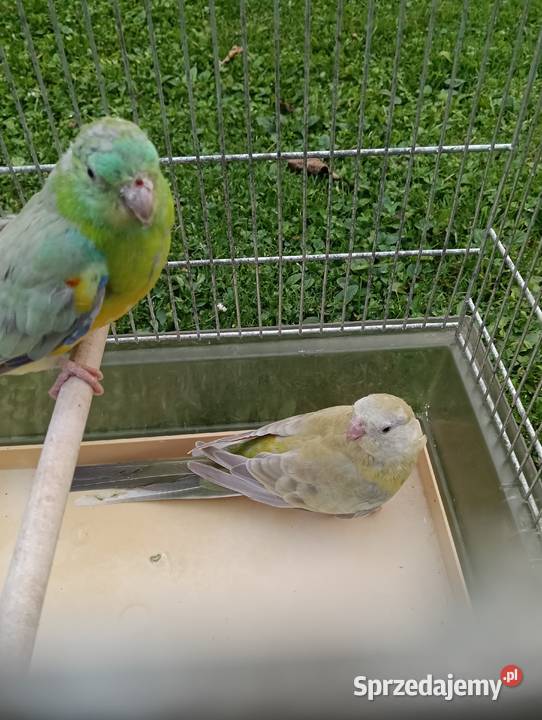 Świergoty Zagórzany