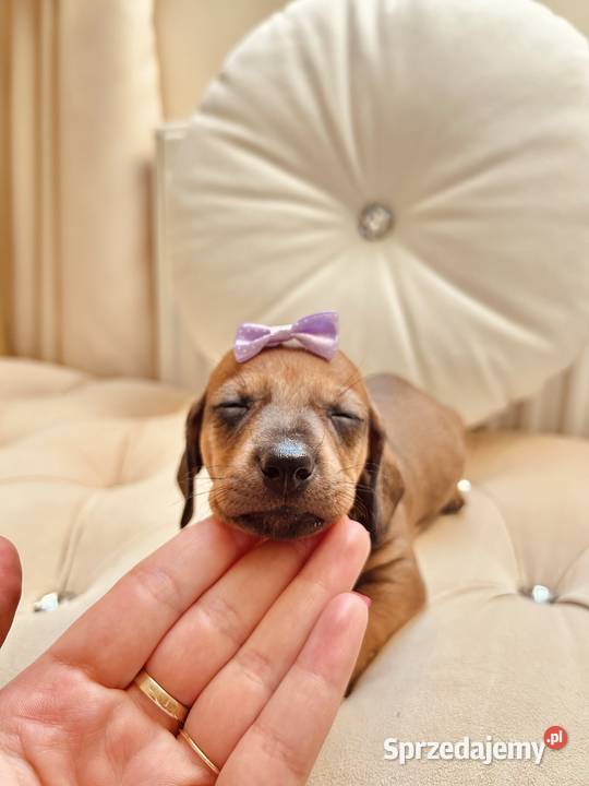 Jamniczki miniaturki rudeczekoladowe małopolskie Kraków sprzedam