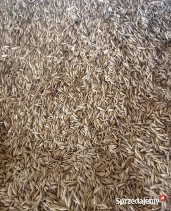 Sprzedam owies Bingo 2 centrali Sędziszów Małopolski