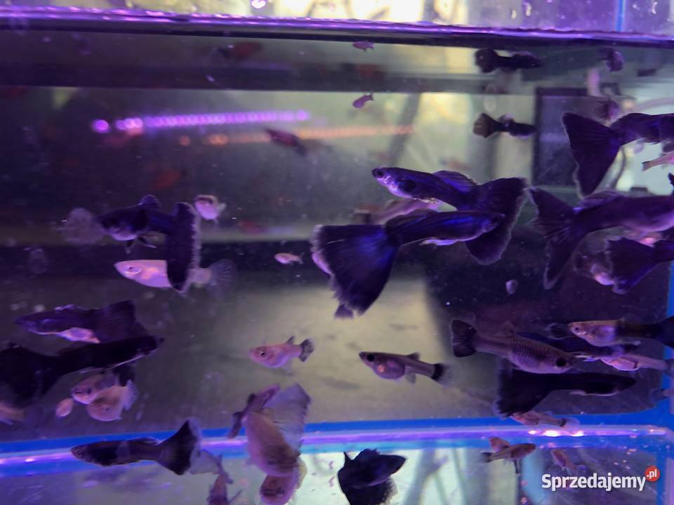 Gubik Moskiewski Ryby Justynów