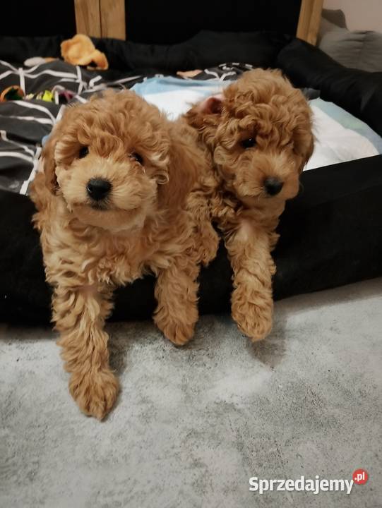 Cudowne Pudle Toy Red Pozostałe dolnośląskie Boreczek