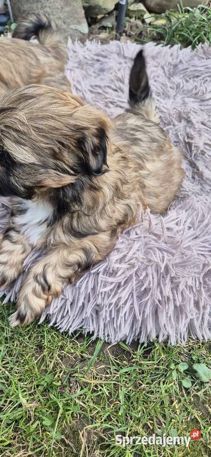 Shis tzu szukaja domku Pilzno