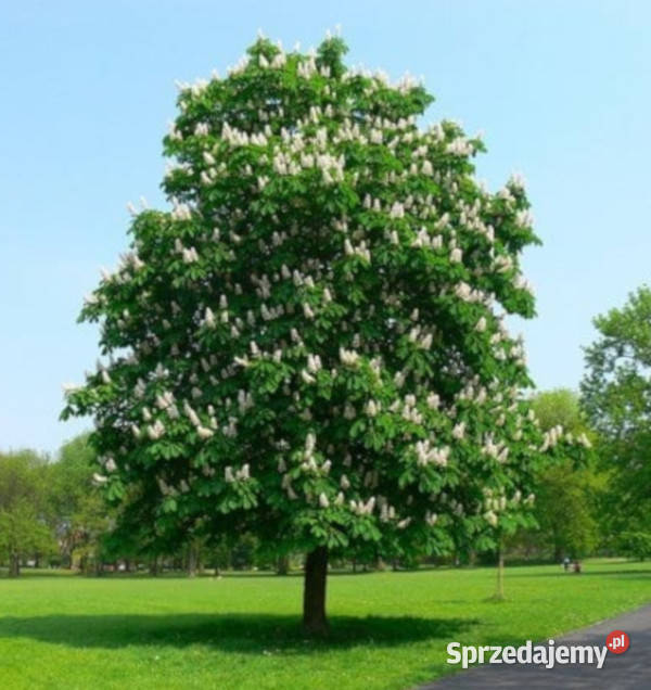 KASZTANOWIEC ZWYCZAJNY Aesculus hippocastanum Lubanie