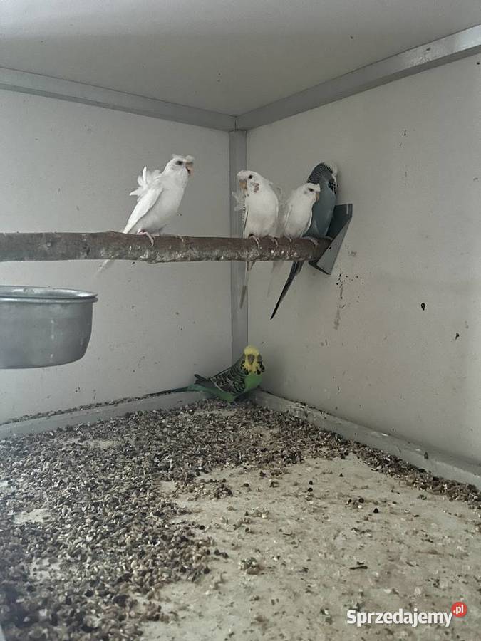 Faliste wpfhelikoptery Ryki