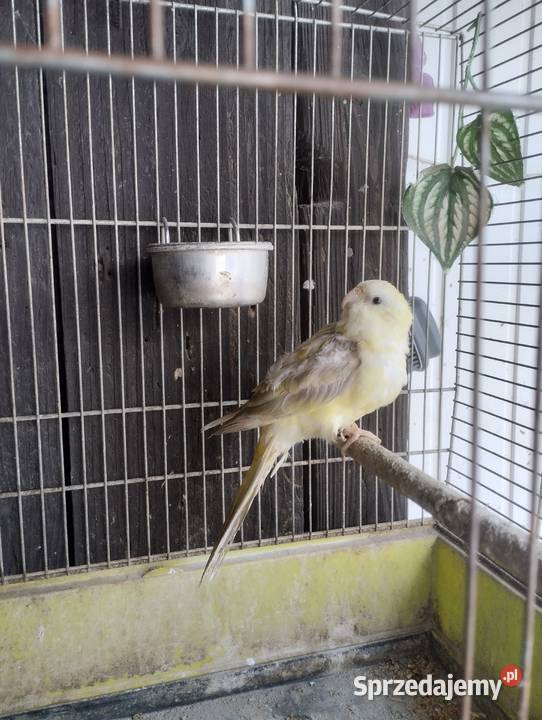 Świergotka Seledynowa Pielgrzymowice