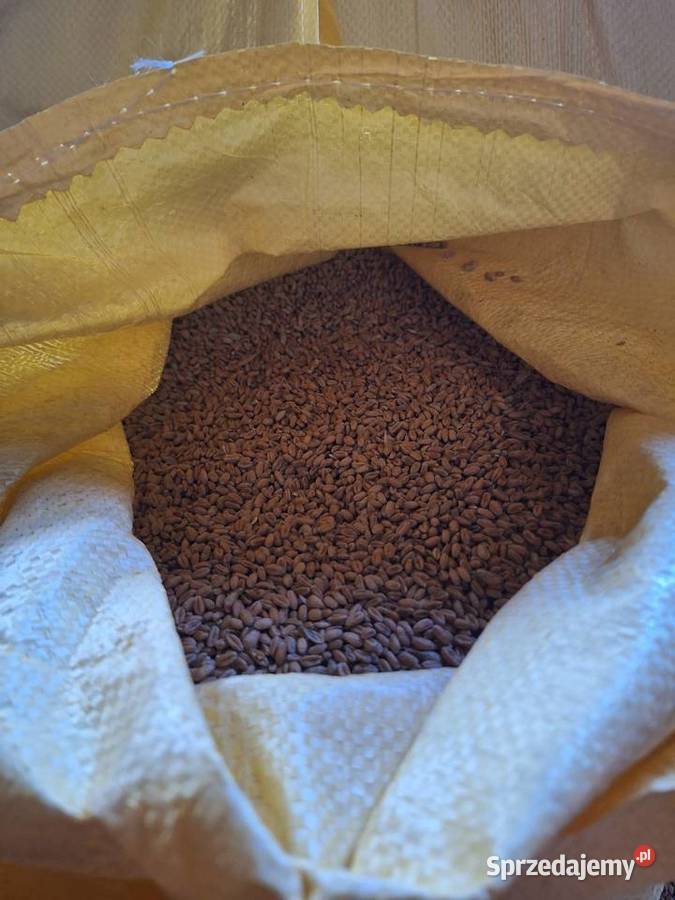 Kukurydza Pszenica workowana 25