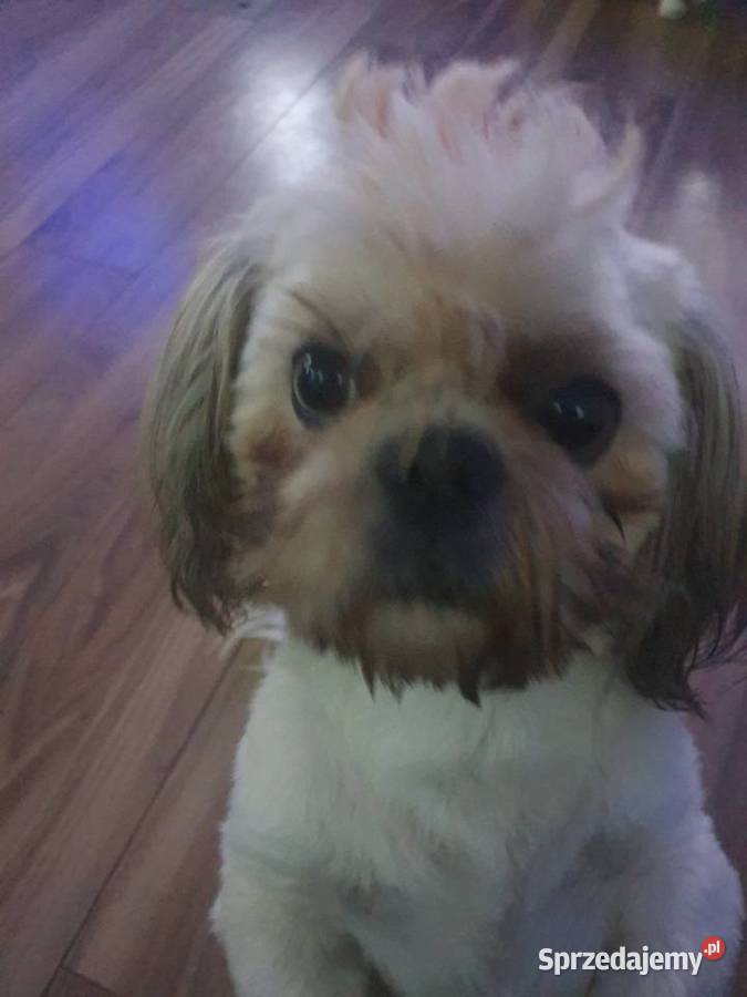 Piesek z METRYKĄ I chipem ostatni Shih Tzu Stargard