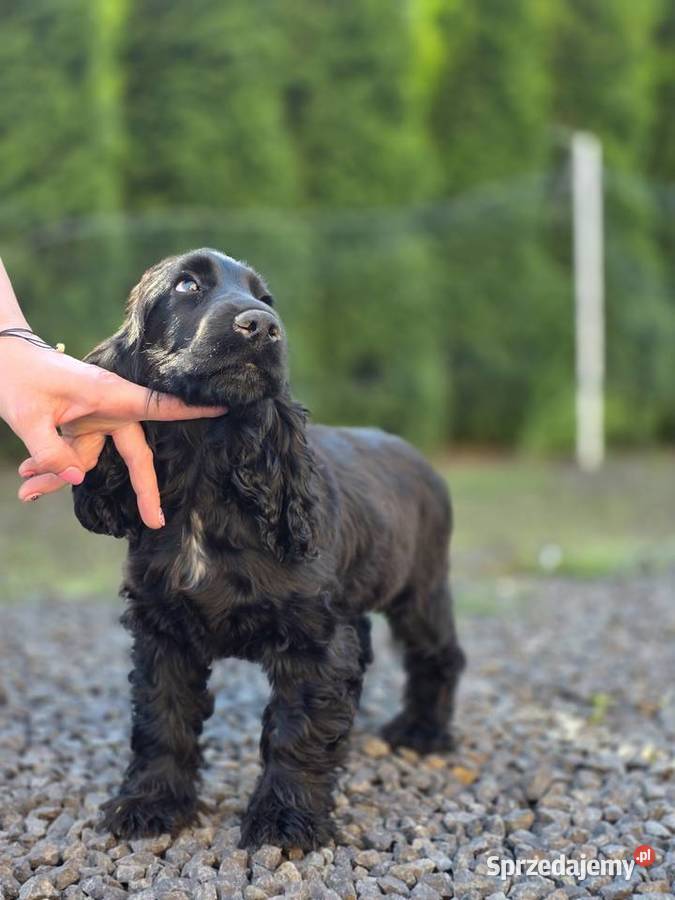 Cocker Spaniel czarne Żelazków sprzedam