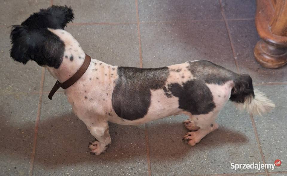 Shih tzu z rodowodem I uprawnieniami Gniezno