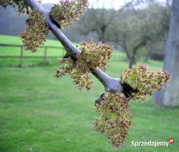 JESION WYNIOSŁY Fraxinus excelsior NASIONA 1600 Lubanie sprzedam