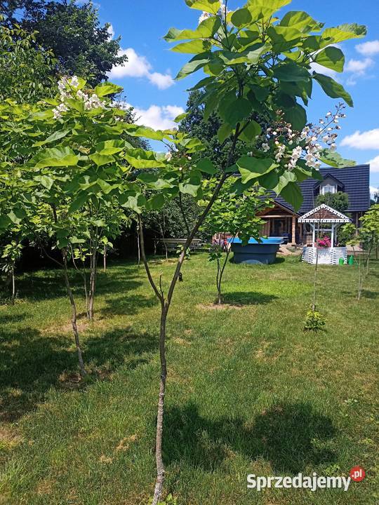 Surmia katalpa drzewo