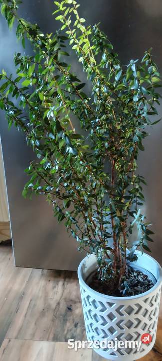 Mertamirt Pozostałe Bucz