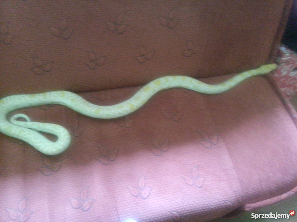 Pyton Tygrysi Albino z terrarium Kłodzko