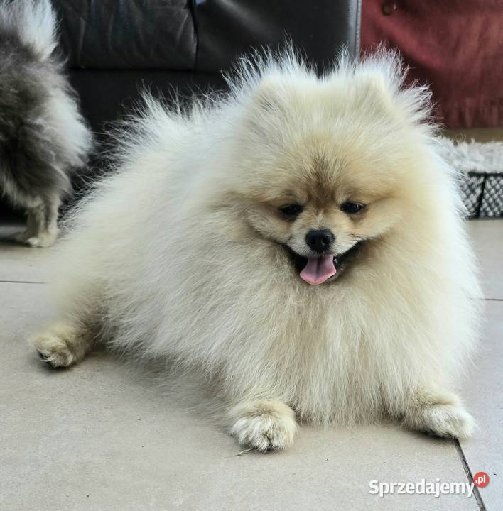 Pomeranian szpic miniaturowy zkwp FCI Piątkowisko