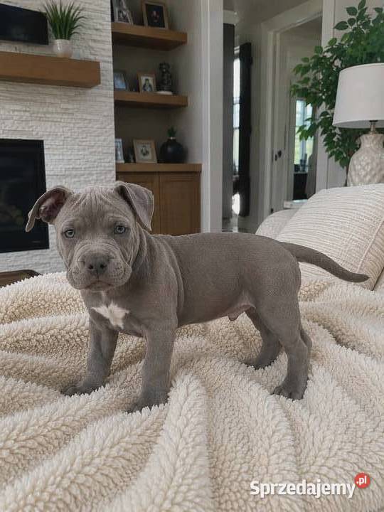 Amstaff blue Amstaff Opatów