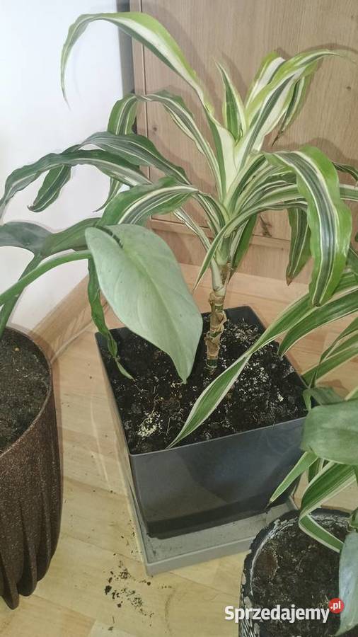 Rośliny doniczkowe wszystkie doniczki Dom i Ogród Lubartów