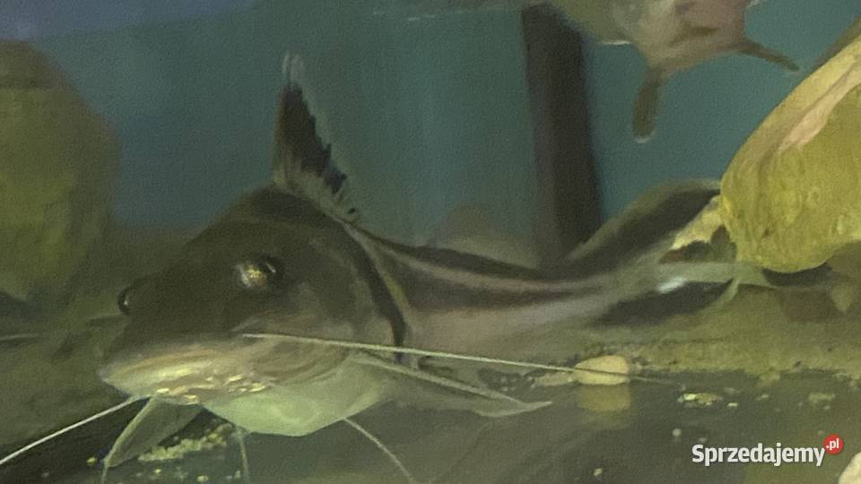 TABU Pimelodus auratus 2324 Warszawa