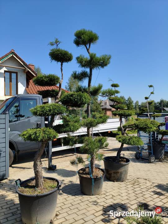 Sosny formowane na taras do ogrodu SZKÓLKA Ustroń