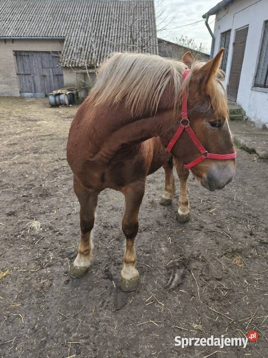 Klaczka Kobyłka zimnokrwista Konie Tarczyn