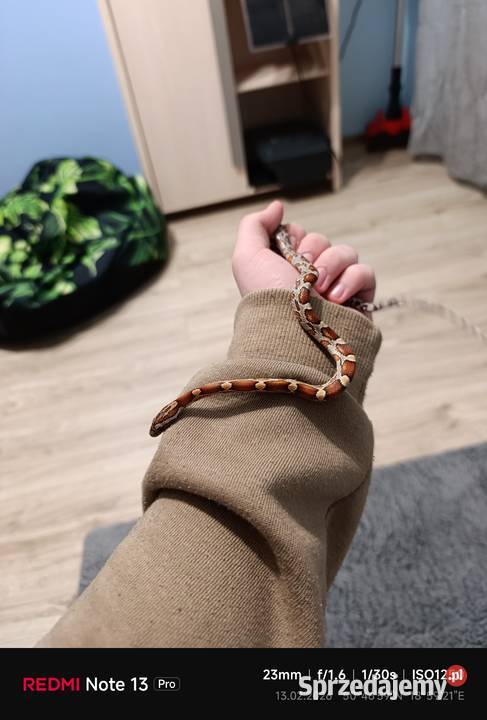 Sprzedam węża zbożowego Blachownia