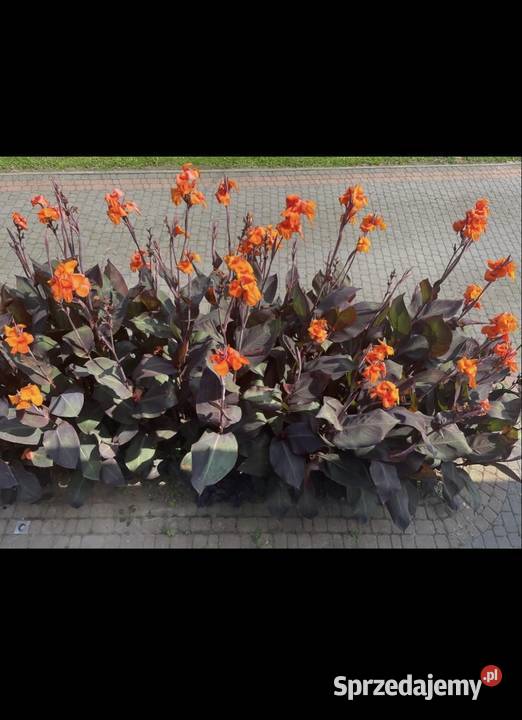 Kłącza Kanny i bulwy Dalii Kraków