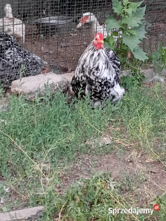 Sprzedam koguta kochina miniaturowego sprzedam