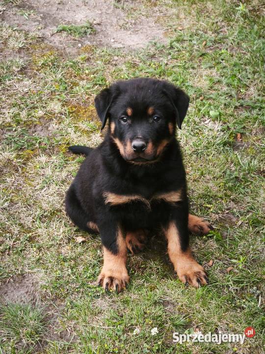 Rottweiler Szczenięta z Rodowodem Iłża sprzedam