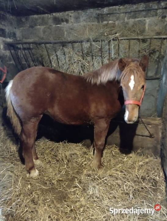 klacz zimnokrwista Glewo sprzedam