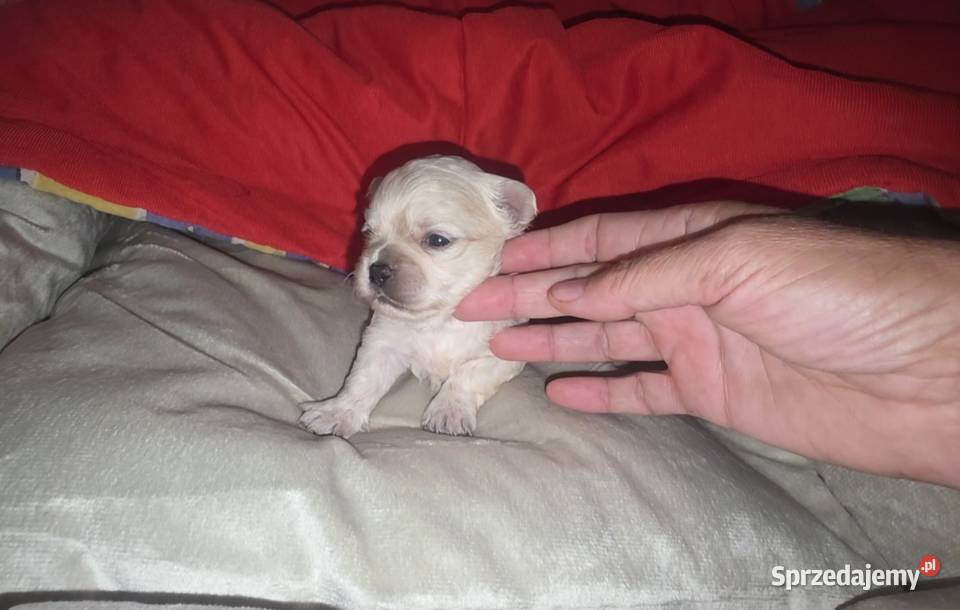 Chihuahua sunia długowłosa FCI łódzkie Łódź