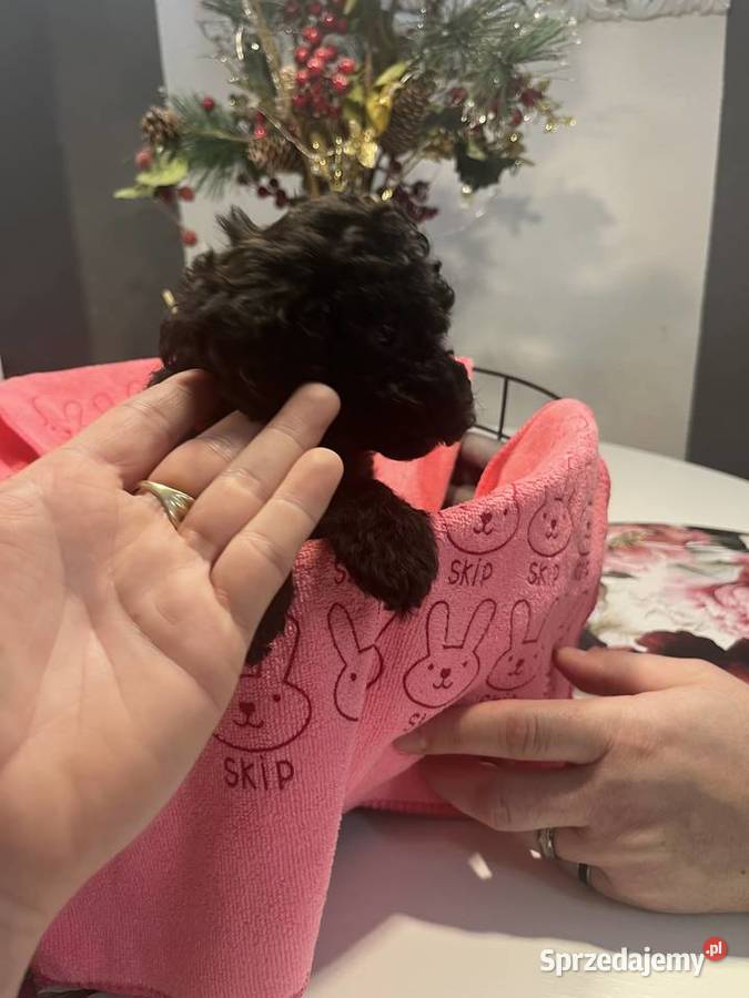 Pudel miniatura sunia Milicz