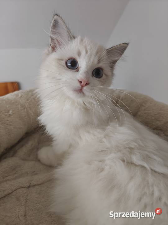 Kocięta Ragdoll towarzyskie hodowla 12 lat Lublin