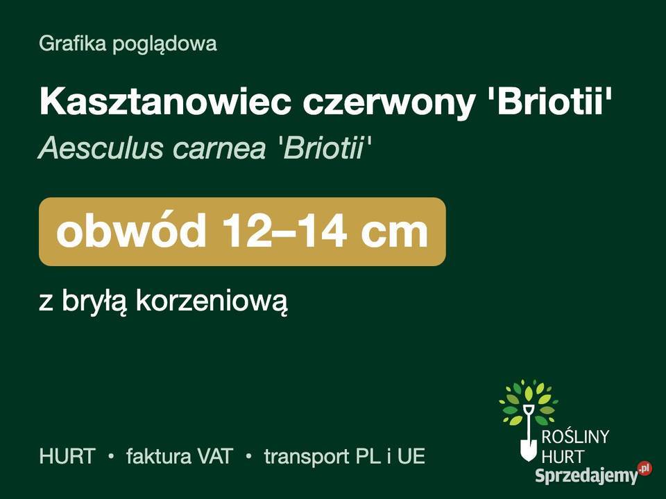 Kasztanowiec czerwony Briotii obwód 1214 z bryłą Liściaste sprzedam