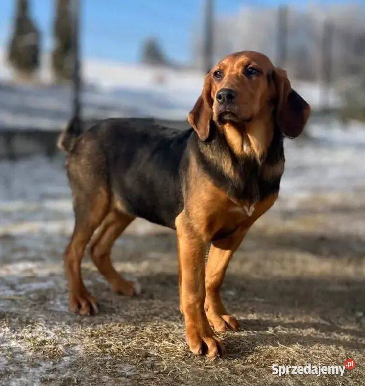 Szczeniak Ogar Polski FCI małopolskie