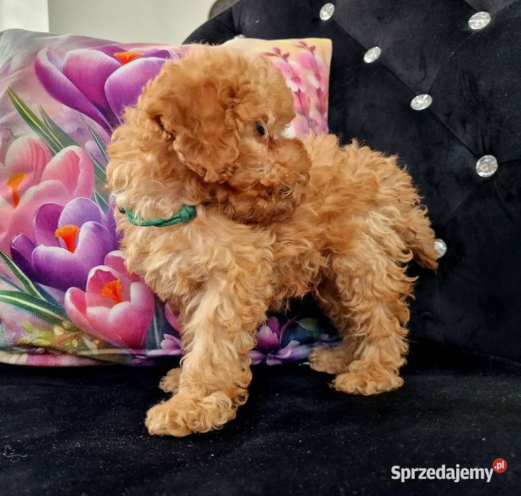 Dziewczynka I chlopiec mini pudelki toy Jasło