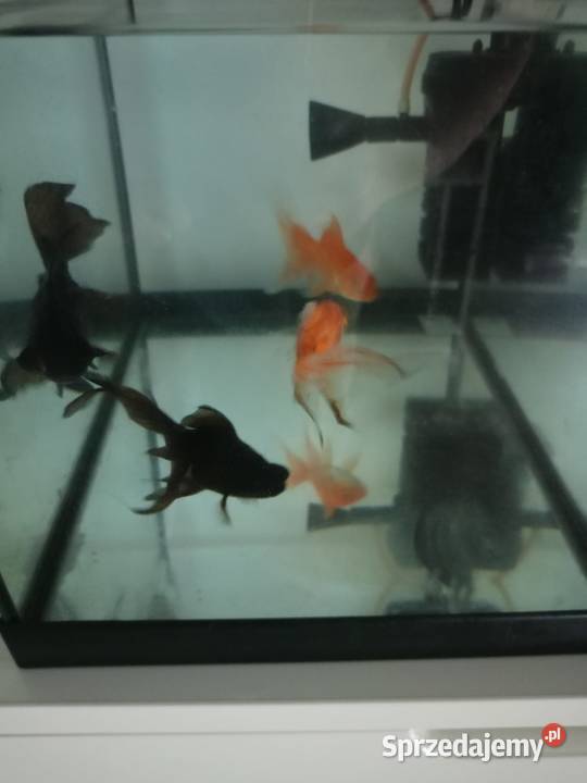 Szpedam akwarium z rybkami