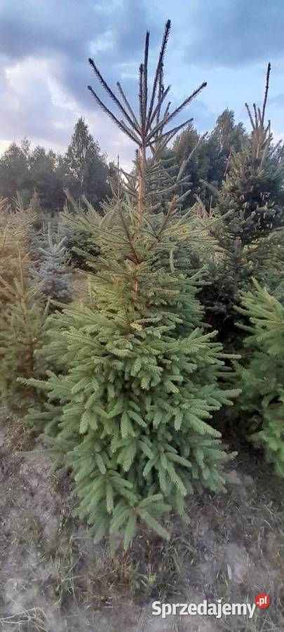 Likwidacja plantacji sprzedaż choinka świerk Tomaszów Mazowiecki