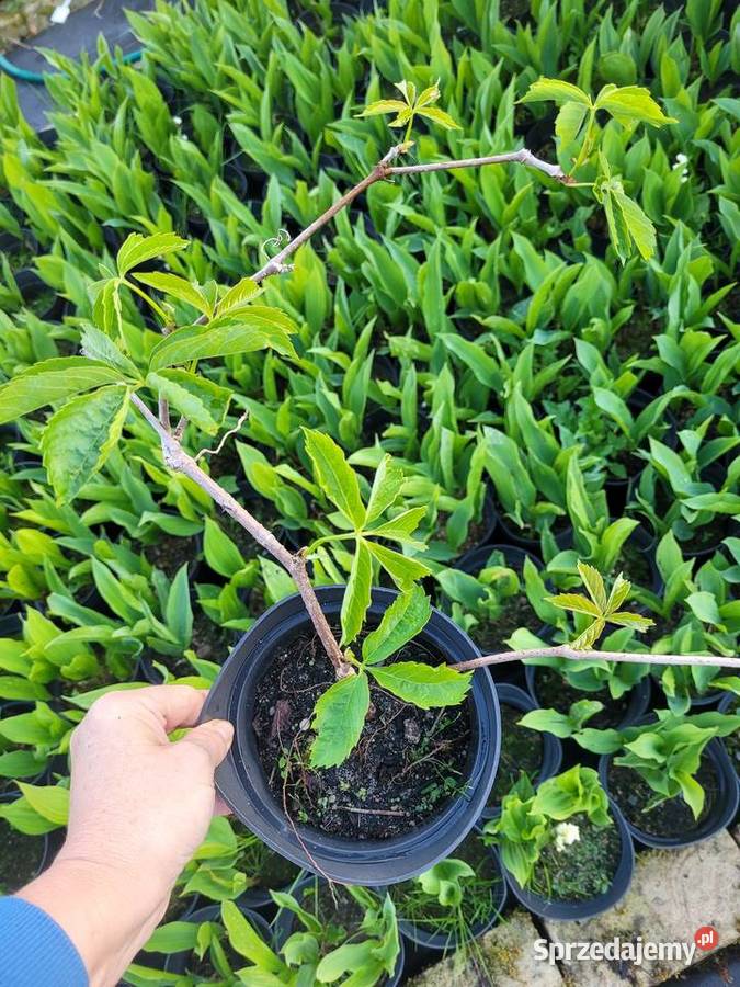 Winobluszcz pięciolistkowy murorum pomorskie Brzeziniec sprzedam