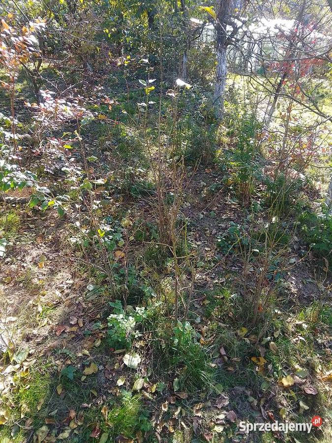 Sadzonki śliwy węgierki śliwy okrągłej czereśni Huta Podłysica