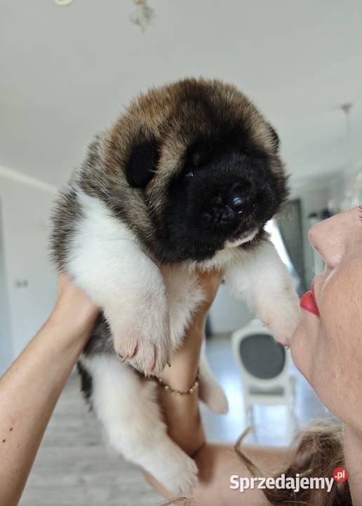 Akita Amerykańska szczeniak Wrocław