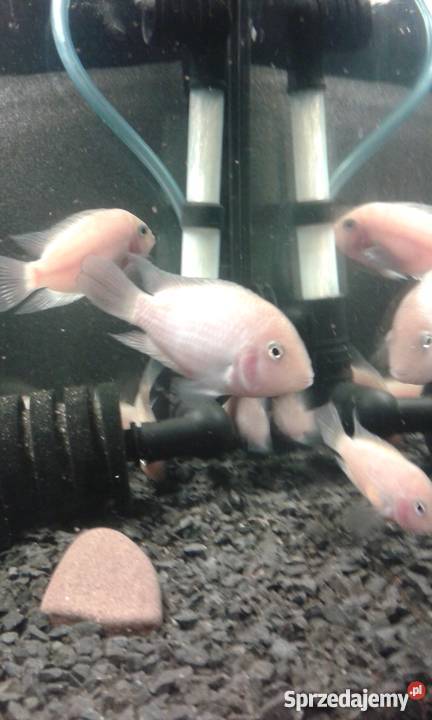 Pielęgnice zebry odmiana ksantoryczna małopolskie Kraków