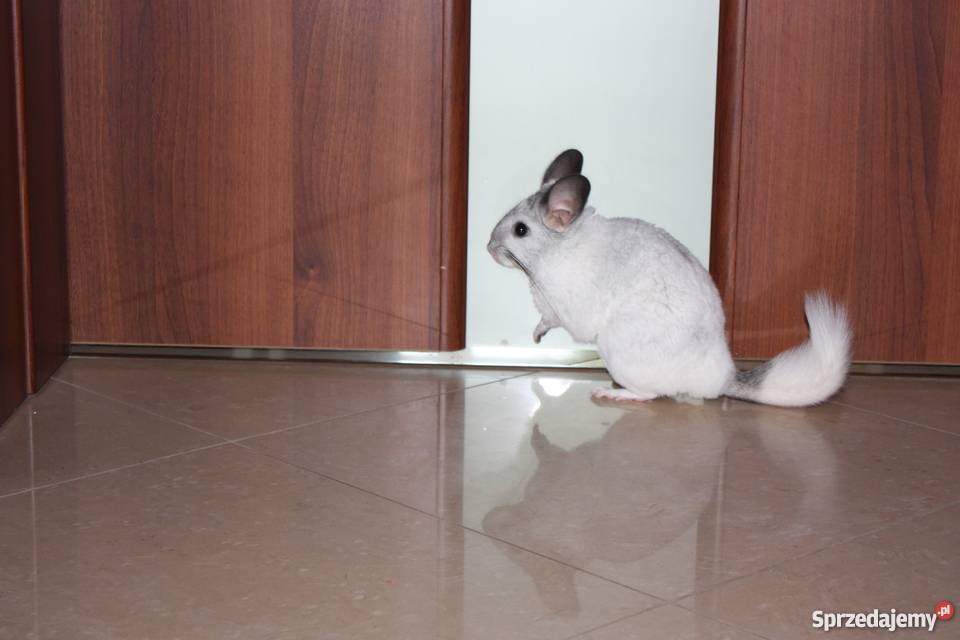 Szynszyla barwna mozaika szynszyl Kaniów sprzedam