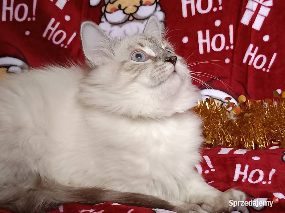 Koty Syberyjskie Neva Masquerade NUGGETS wielkopolskie Kwilcz
