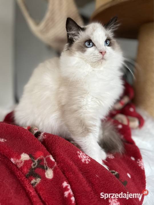 REZERWACJA RAGDOLL dziewczynka rodowód Wcf Łódź - Sprzedajemy.pl